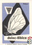 Glogov Bijelac (Aporia Crataegi)