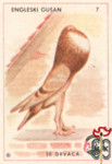 Engleski Gusan