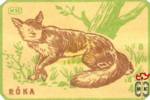 Roka (Обыкновенная лисица)