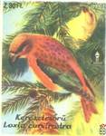 Kereszicsoru (Loxia curvirostra) Клёст-еловик