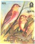 Kenderike (Carduelis cannabina) Коноплянка