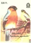 Suvolto (Pyrrhula pyrrhula) Снегирь