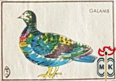 Galamb
