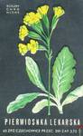 Pierwiosnka Lekarska (Примула Лекарственная)