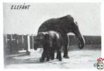 Elefant (Слон)