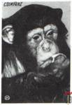 Csimpanz (Шимпанзе)