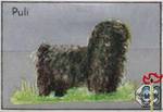 Puli (Пули)