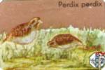 Perdix perdix