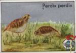 Perdix perdix