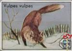 Vulpes vulpes