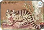 Felis silvestris