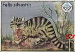 Felis silvestris