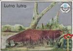 Lutra lutra