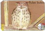 Bubo bubo