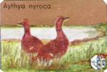 Aythya nyroca