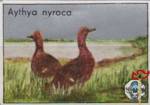 Aythya nyroca