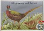 Phasianus colchicus