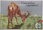 Capreolus capreolus