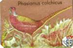 Phasianus colchicus