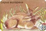 Lepus europeus