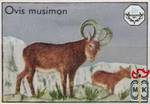 Ovis musimon