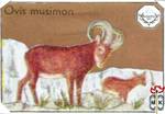 Ovis musimon