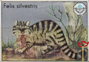 Felis silvestris