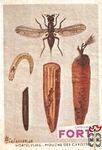 Wortelvlieg - Mouche des carottes FORT Chromos