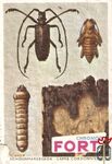 Schoenmakersbok - Lamie cordonniere FORT Chromos