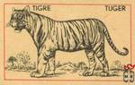 Tigre Tijger