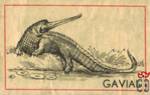 Gavial