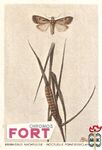 Bruin-grijs nachtljiltie - Noctuelle point-d'exclamation FORT Chro