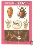 Rozenkevertje-Hoplie Horticole Chromos Fort