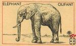 Elephant Olifant