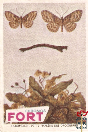 Kersenvlieg - Mouche des Cerises FORT Chromos