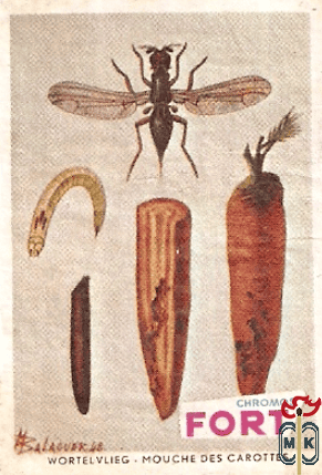 Wortelvlieg - Mouche des carottes FORT Chromos