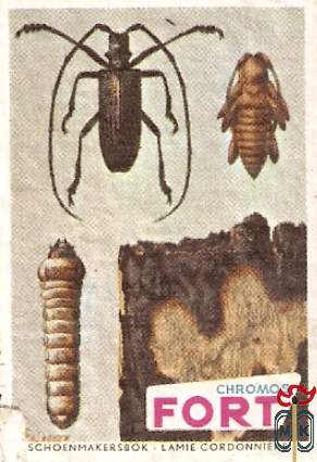 Schoenmakersbok - Lamie cordonniere FORT Chromos