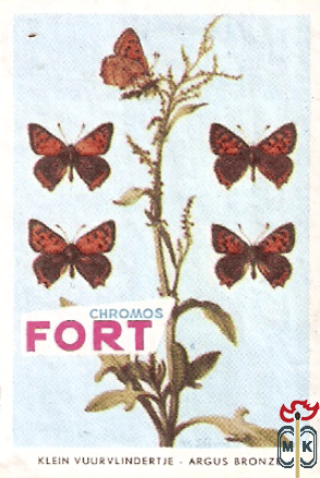 Klein vuurvlindertje - Argus Bronze  FORT Chromos