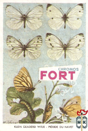 Klein geaders witje - Pieride du navet FORT Chromos