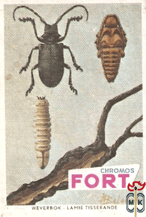 Weverbok - Lamie tisserande FORT Chromos