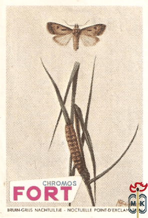 Bruin-grijs nachtljiltie - Noctuelle point-d'exclamation FORT Chro