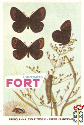 Brigolanna zwartoogje - Erebie franconien FORT Chromos