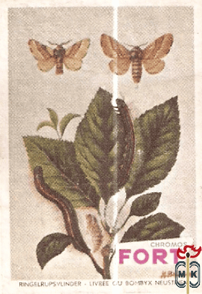 Ringelrupsvlinder - Livree ou bombyx neustrien FORT Chromos