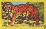Tiger Tigre