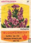 Herfstphlax Herfstbloemen Bloemenhof lucifers van Uw kroon-winkelier N