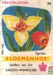 Tigridia Zomerbloemen Bloemenhof lucifers van Uw kroon-winkelier Ned.