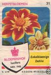 Enkelbloemige Dahlia Herfstbloemen Bloemenhof lucifers van Uw kroon-wi