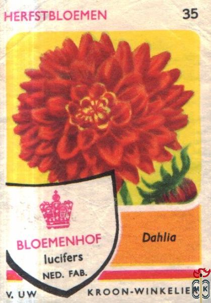 Dahlia Zomerbloemen Bloemenhof lucifers van Uw kroon-winkelier Ned. fa