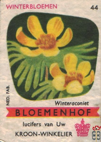 Winteraconiet Winterbloemen Bloemenhof lucifers van Uw kroon-winkelier