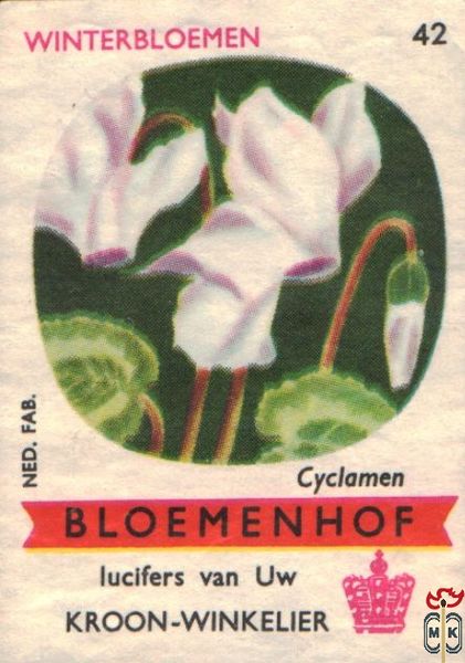 Cyclamen Winterbloemen Bloemenhof lucifers van Uw kroon-winkelier Ned.